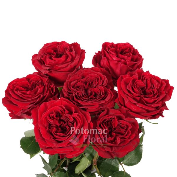 Garden Rose, Red Mayra Red Potomac Floral Wholesale